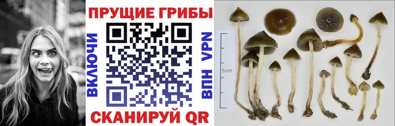 OMG   Ярославль  Галлюциногенные грибы Magic Shrooms 